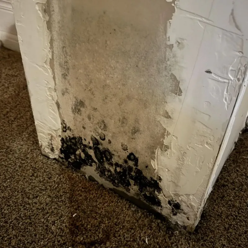 Professional Mold Removal in Clay County, AL